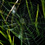 pajecza siec pulapka