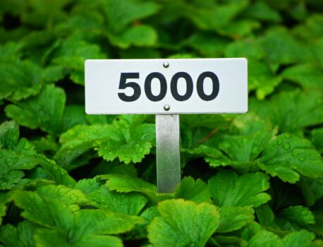 Ile kosztuje pożyczka na 5 000 zł? Kalkulator i analiza kosztów